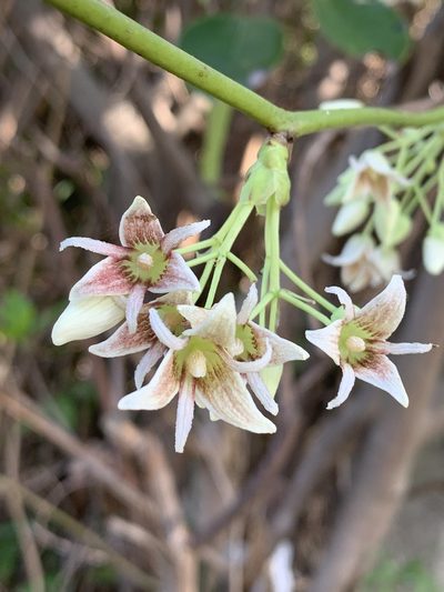 Stauntonia hexaphylla, photographed by kamataryo