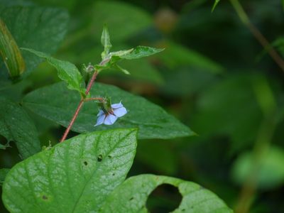 Trichodesma indicum, photographed by Dinesh Valke