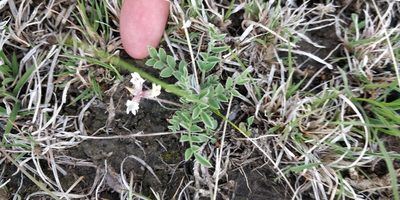 Astragalus lotiflorus, photographed by Jeff D Hansen
