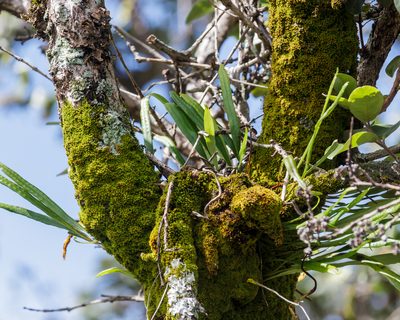 Macromitrium piliferum, photographed by Meghan Cassidy