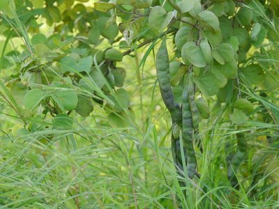 Bauhinia racemosa, photographed by Dinesh Valke