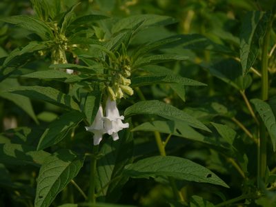 Sesamum indicum, photographed by Dinesh Valke