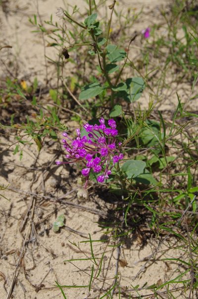 Abronia macrocarpa, photographed by Eric Knight