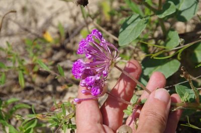 Abronia macrocarpa, photographed by Eric Knight