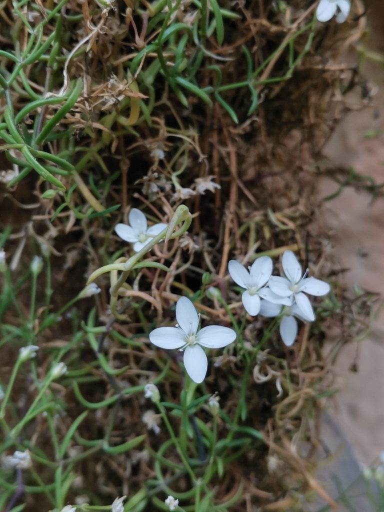 Moehringia tommasinii, photographed by Ljaž
