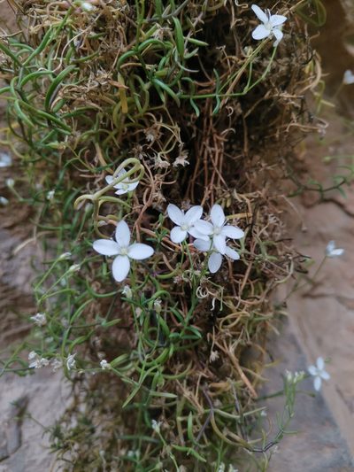 Moehringia tommasinii, photographed by Ljaž