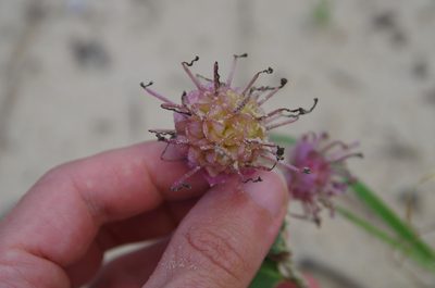 Abronia macrocarpa, photographed by Eric Knight