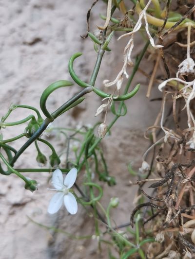Moehringia tommasinii, photographed by Ljaž