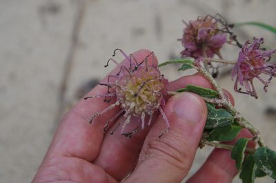 Abronia macrocarpa, photographed by Eric Knight