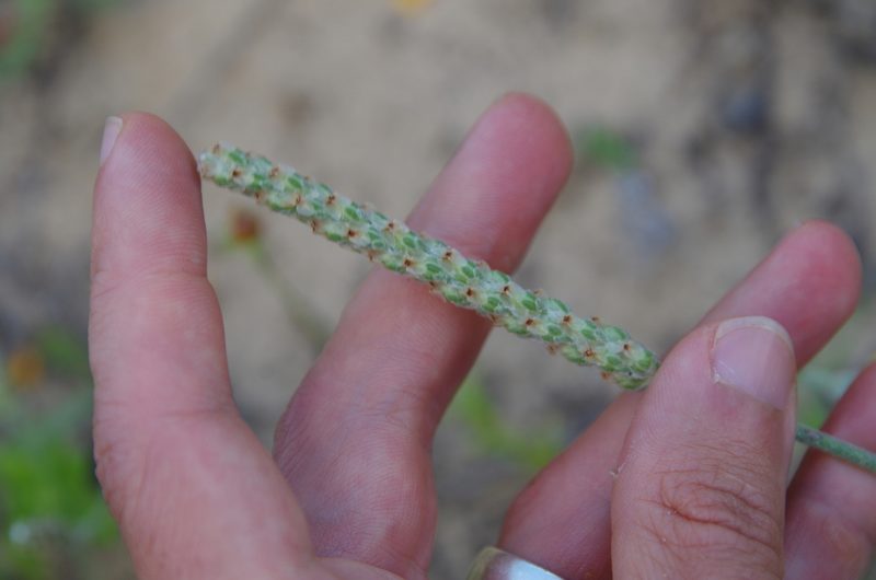 Plantago hookeriana, photographed by Eric Knight