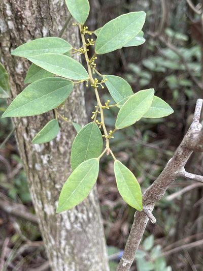 Hypserpa nitida, photographed by Yj