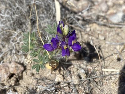 Lupinus flavoculatus, photographed by Matt Berger