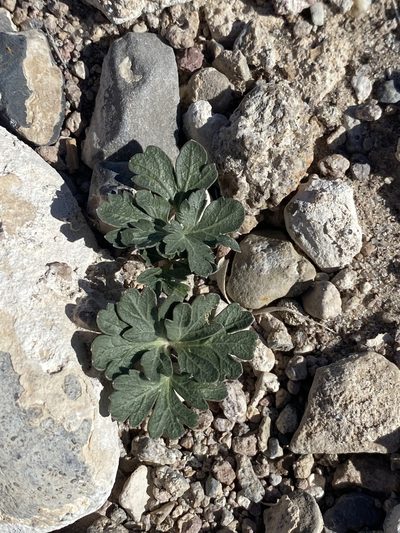 Cymopterus ripleyi, photographed by Matt Berger