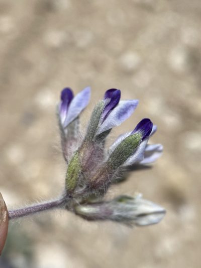Pediomelum megalanthum, photographed by Matt Berger