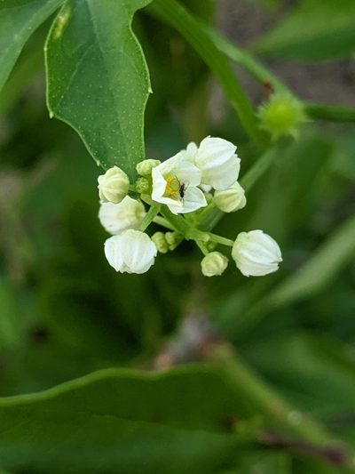 Cyclanthera naudiniana, photographed by Alison Northup