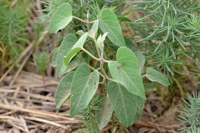 Cynanchum chinense, photographed by Zinogre