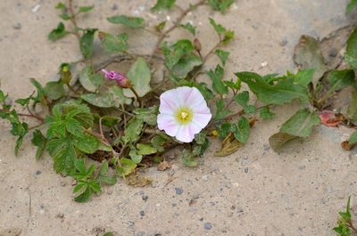 Calystegia hederacea, photographed by Zinogre