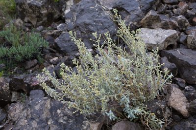 Mercurialis tomentosa, photographed by Tim Johnson