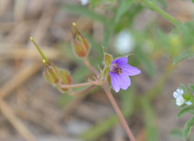 Erodium stephanianum, photographed by Zinogre