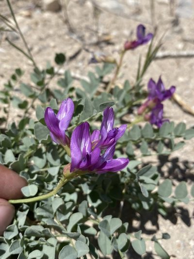Astragalus oophorus, photographed by Matt Berger