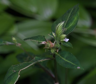 Lepidagathis incurva, photographed by portioid