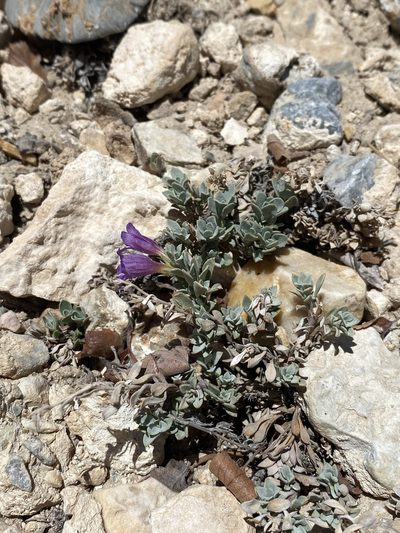 Penstemon thompsoniae, photographed by Matt Berger