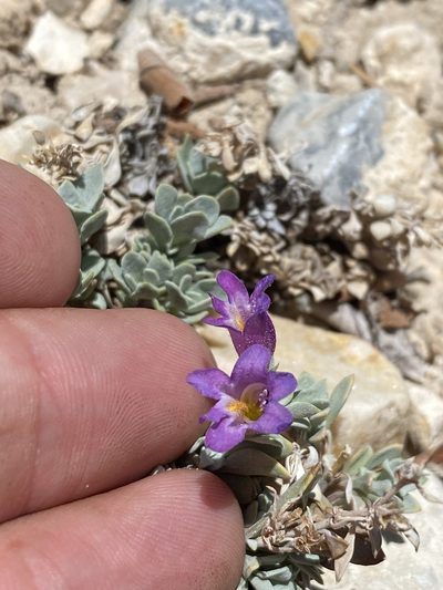 Penstemon thompsoniae, photographed by Matt Berger