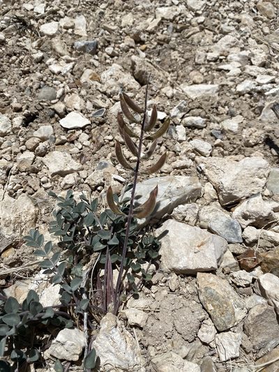 Astragalus minthorniae, photographed by Matt Berger