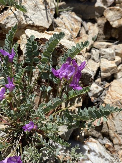 Astragalus oophorus, photographed by Matt Berger