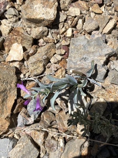 Penstemon confusus, photographed by Matt Berger