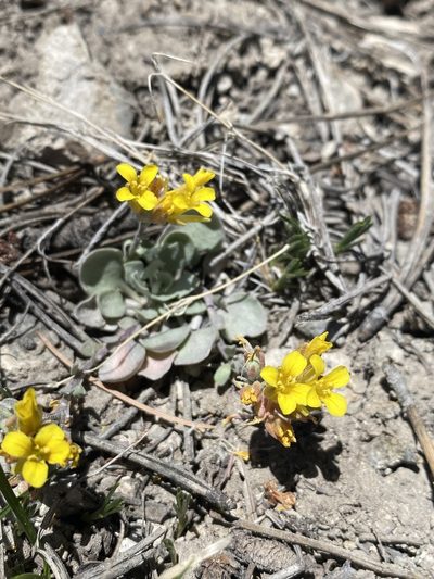 Physaria kingii, photographed by Matt Berger