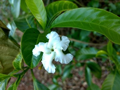 Tabernaemontana alternifolia, photographed by Ajit Ampalakkad