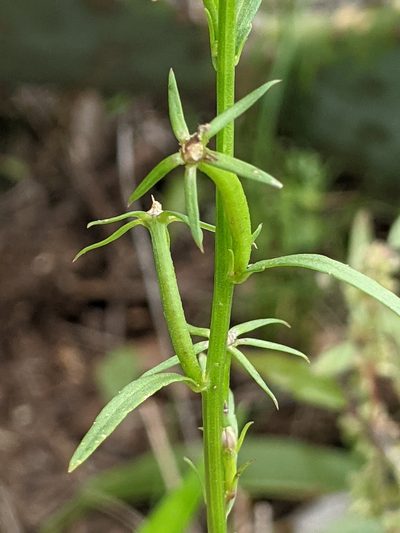 Triodanis leptocarpa, photographed by Alison Northup