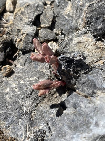 Lewisia maguirei, photographed by Matt Berger