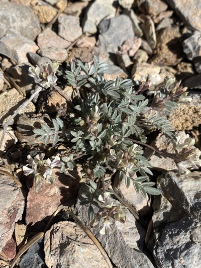 Astragalus platytropis, photographed by Matt Berger