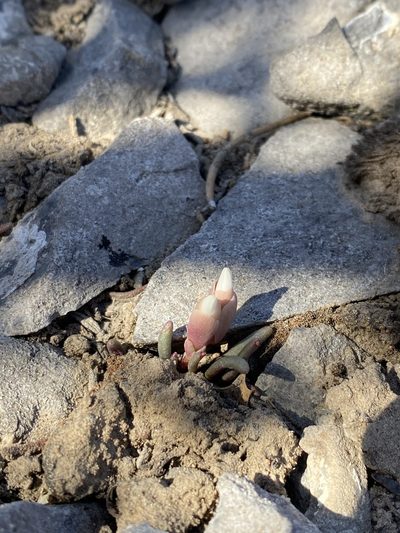 Lewisia maguirei, photographed by Matt Berger