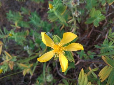 Hypericum mysurense, photographed by Ajit Ampalakkad