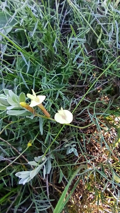 Astragalus pseudotataricus, photographed by Иван Ковтун Ivan Kovtun
