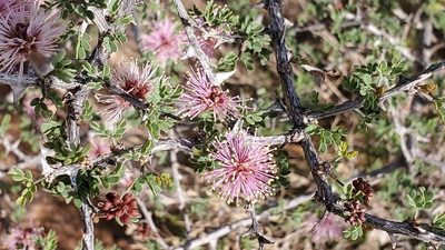 Mimosa borealis