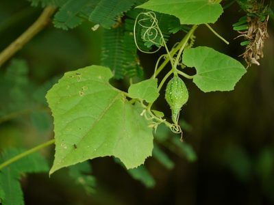Trichosanthes cucumerina, photographed by Dinesh Valke