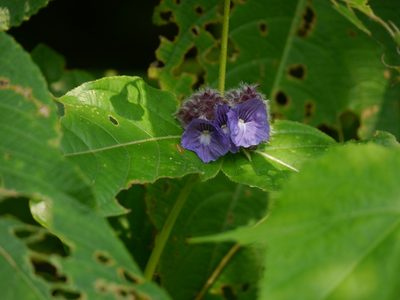 Neuracanthus sphaerostachyus, photographed by Dinesh Valke