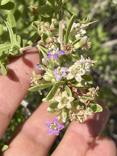 Lycium torreyi, photographed by Mark Pollock