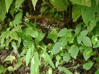 Sohmaea laxiflora, photographed by Dinesh Valke