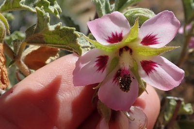 Anisodontea triloba, photographed by Peter Warren
