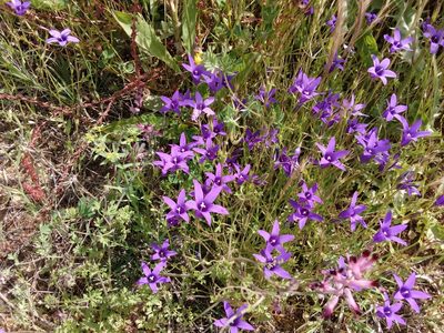 Campanula lusitanica, photographed by Ivo Rosa