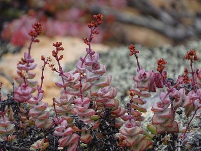 Crassula perforata, photographed by Shaun Swanepoel