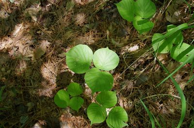Lackeya multiflora, photographed by Eric Knight