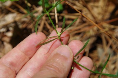 Galium uniflorum, photographed by Eric Knight