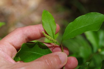 Ditrysinia fruticosa, photographed by Eric Knight