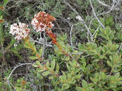 Crassula rubricaulis, photographed by Shaun Swanepoel
